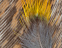 Feather Close-up detail