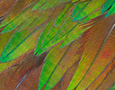 Nicobar Pigeon Feather Desigin