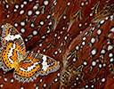 Tragopan feather design and Cethosia cyane the Leopard Lacewing butterfly
