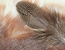 American Wigeon Feather design