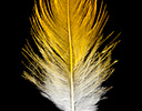 Oriole Feather Design