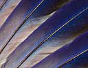 Lilac Breasted Roller wing feather design