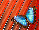 Scarlet Macaw Tail Feather Design and Blue Morpho Butterfly