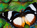 Peacock feather design and Hypolimnas dexithear the Tri-colored Diadem Butterfly
