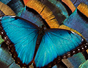 Oscellated Turkey Feather Design & Blue Morpho Butterfly