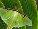 Male Luna Moth on Green Parrot Wing Feathers