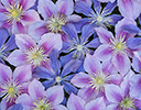 Clematis flower pattern design