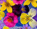 Floating flower design with pansies, bacopa, bidens and million bells