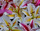 Oriental lily pattern