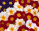 Primroses in red, white and blue designed into the American flag
