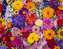 Mass flower pattern with, Daliha, Sunflower, Hydrangea, Lily, Glads, Snapdragons and more