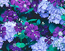 Bluies and Purples of Clematis and Hydrangea
