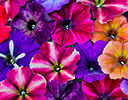 Petunia flower pattern with wide variety of colors