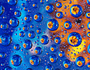 Dew drops reflecting Orange Profusion Zinia with blue backdrop