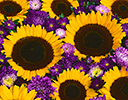 Sunflowers with purple daisies