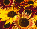 Sunflower golds and bronze in large pattern