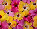 Hibiscus flower designs