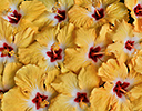 Hibiscus flower designs
