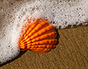 Scalloped sea shell surf coming in