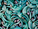 Jade Vine flower pattern
