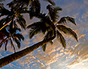 Overhanging Palm sunset Kihei, Maui Hawaii