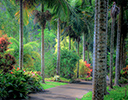 Garden and Path, Maui Hawaii