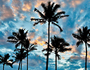 Palm Trees at sunset Kihei Beach Maui, Hawaii