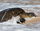 Green Sea Turtle coming ashore Maui, Hawaii