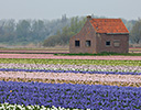Field of Hyacinths and old building, Lisse Netherlands