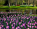 Gardens of Keukenhof, Netherlands