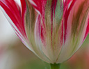 Tulip Close-up Keukenhof Gardens, Netherlands