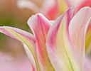 Tulip Close-up Keukenhof Gardens, Netherlands