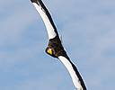 Steller's Sea Eagle, Rausu Hokkaido Japan Winter