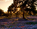 Oak and field of Blue Bonnets Texas Hill Country.