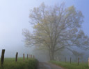 Mornings Fog in Cades Cove, Great Smokey Mountains N.P., TN.