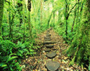 Mount Verde Cloud Forest Costa Rica