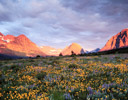 Sunrise Many Glaciers area with Lupine and Arnica in full bloom, Glaicer NP MT.