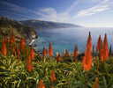 Agave in Bloom Along Big Sur Coastline California