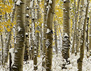 Autumn Snow and Kebler Pass and Aspens Colorado
