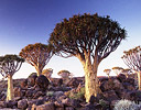 Quiver Trees at Sunset, Namibia