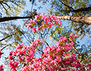 Springtime Calloway Gardens, Georgia