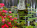Cypress Gardens South Carolina Springtime