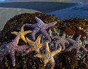 Starfish and Seastacks at low tide Bandon, Oregon Coast
