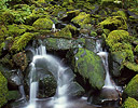 Small Stream and moss along trail in Sol Duc, Olympic N.P., WA.
