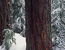 Old Growth Forest Douglas Fir winters snow Cascade Mountains, Washington