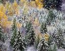 Douglas Fir and Cottonwoods Autumn color and snows, Snoqualmie Falls, Washington
