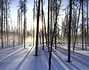 Wintertime and morning light through burnt pines Yellowstone N.P., Wy.