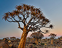 Sunrise Quivertree Forest Namibia, Africa