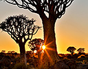 Sunrise Quivertree Forest Namibia, Africa