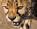 Cheetah Namibia Africa
